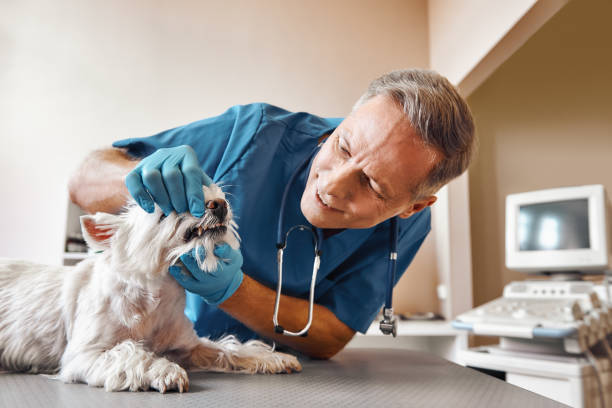 Best 24-Hour Emergency Dental Care in Wheaton, MD
